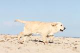 GOLDEN RETRIEVER 479
